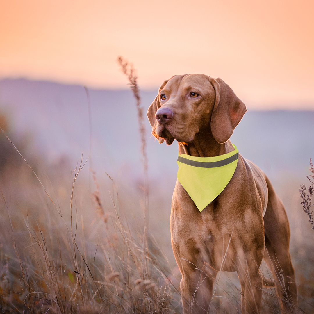Collar Bandana Oakland - Imagen 2